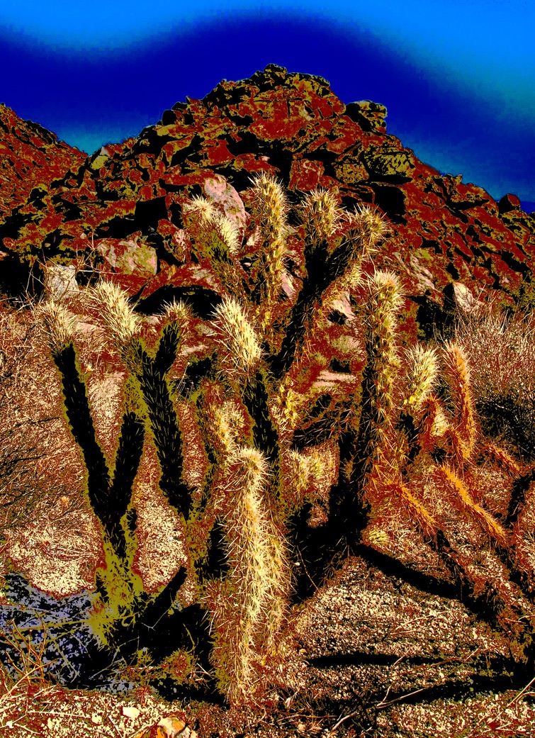 Blue Wave Desert Cacti